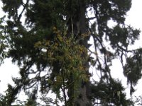 Rain Forest Resort Village (17)